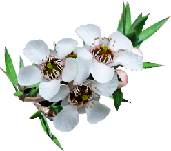 Manuka