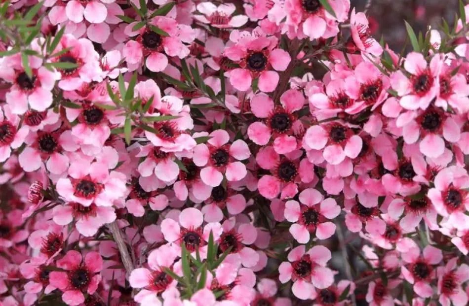 Neue Kennzeichnungsrichtlinien für neuseeländischen Manuka veröffentlicht
