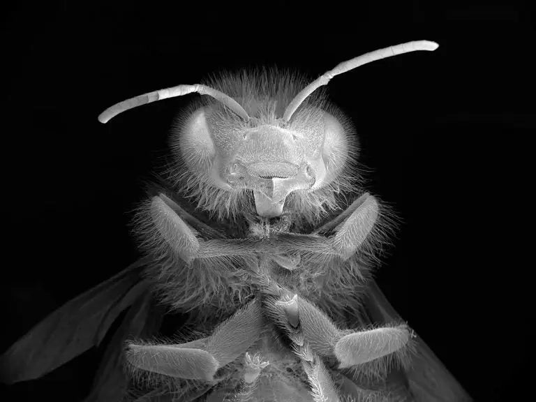 For a time when the bee no longer exists