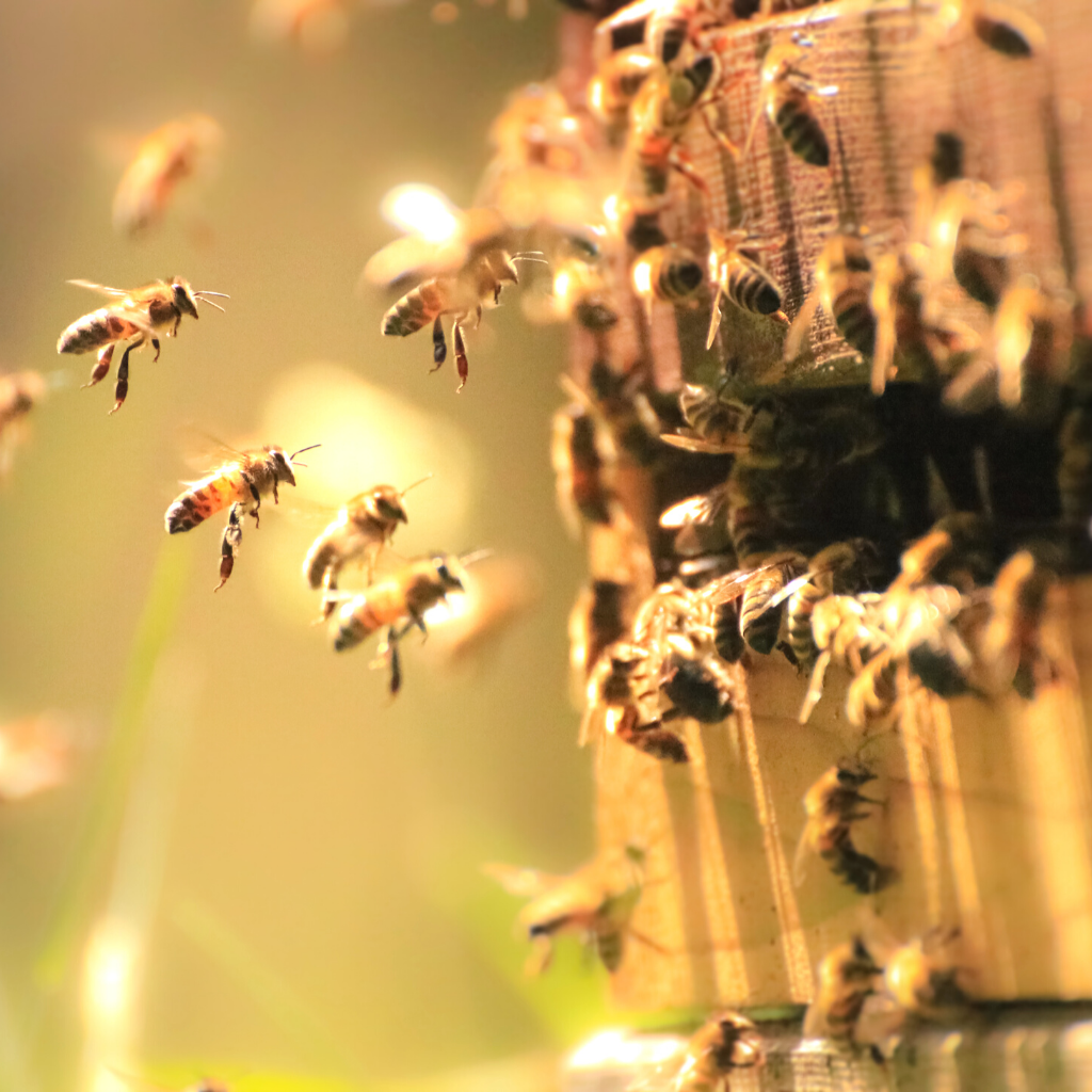 Different Roles of the Honeybee