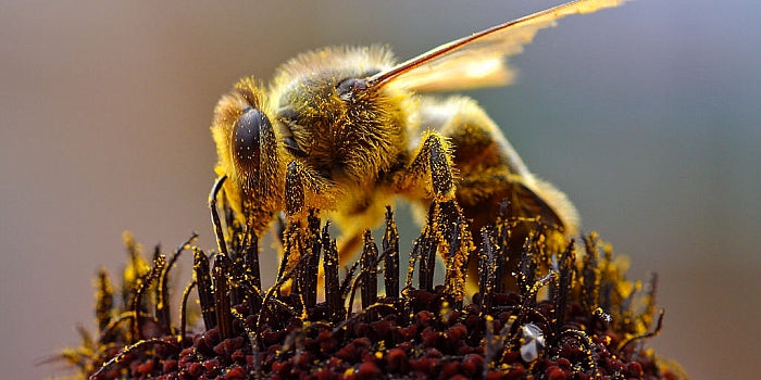 How to help save the bees!