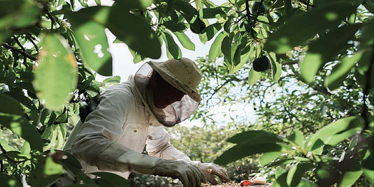 How is Honey made?