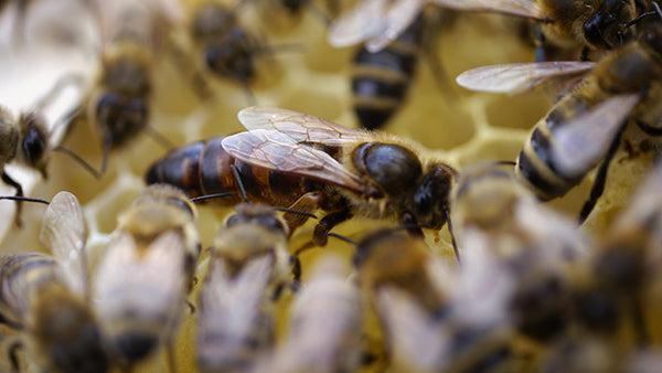 6 Things You Never Knew About Royal Jelly