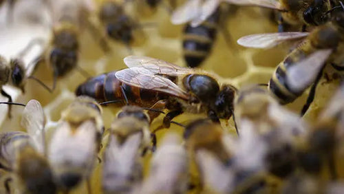 6-Things-You-Never-Knew-About-Royal-Jelly Happy Valley Honey