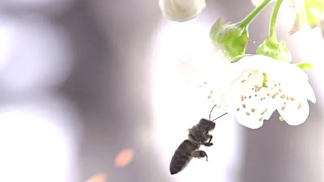 كيف يمكنك المساعدة في إنقاذ النحل؟