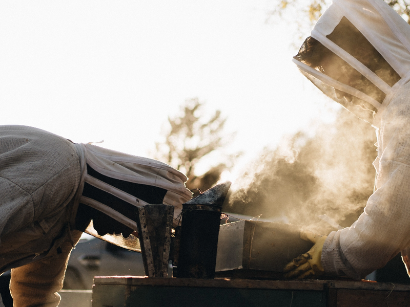 Origin,      harvest, beekeeping